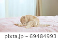ベッドの上でくつろぐネコ⑦ ベッドの上でくつろぐネコ⑦ 69484993