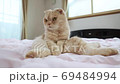 ベッドの上でくつろぐネコ⑧ ベッドの上でくつろぐネコ⑧ 69484994