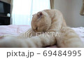 ベッドの上でくつろぐネコ⑨ ベッドの上でくつろぐネコ⑨ 69484995