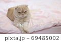 ベッドの上でくつろぐネコ⑯ ベッドの上でくつろぐネコ⑯ 69485002