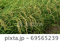 The rice is growing and it is about to be harvested. 69565239