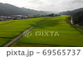 Aerial view of rice fields that have reached the harvest season. 69565737
