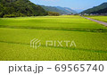 Aerial view of rice fields that have reached the harvest season. 69565740