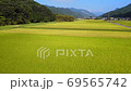 Aerial view of rice fields that have reached the harvest season. 69565742