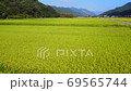 Aerial view of rice fields that have reached the harvest season. 69565744