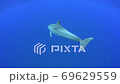 ミナミハンドウイルカ ミナミハンドウイルカ 69629559