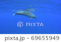 ミナミハンドウイルカ ミナミハンドウイルカ 69655949