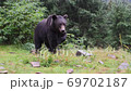 Large brown bear in a wild forest in summer time 69702187
