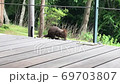 ひまわりの種を食べているリス　北海道札幌市 69703807