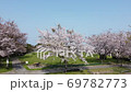 桜咲く公園の上空から公園を俯瞰しながら下降 69782773