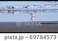Waterfowl on the beach foraging 69784573