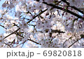 Cherry blossoms at Gotokuji 69820818