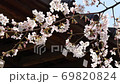 Cherry blossoms at Gotokuji 69820824