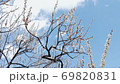 Meishi in Haneki Park 69820831