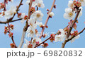 Meishi in Haneki Park 69820832