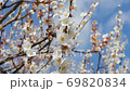 Meishi in Haneki Park 69820834