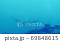 Manta rays 69848615