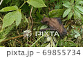 small brown bat is seen on the ground near some grass  69855734