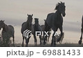 Horses Running In Slow Motion 69881433
