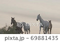 Wild Horses Running 69881435