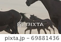 Wild Horses Running 69881436