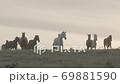 Horses Running Across A Field 69881590