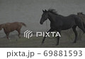 Horses Running Across A Field 69881593