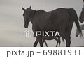 Horses Running In Slow Motion 69881931