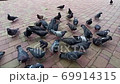 Many pigeons eating food on floor. Feeding city pigeon. Flock of pigeons eat crumbs on road. Group of pigeons eating bread crumbs in park in sunny spring day. City birds eating food people trow 69914315