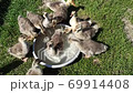 young goslings drink water from plate on the grass in the farm 69914408