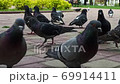 Many pigeons eating food on floor. Feeding city pigeon. Flock of pigeons eat crumbs on road. Group of pigeons eating bread crumbs in park in sunny spring day. City birds eating food people trow 69914411