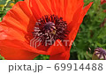 bee collectting nectar from stamens of red poppy flower 69914488