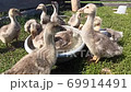 young goslings drink water from plate on the grass in the farm 69914491