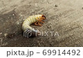White and ugly larva of may-bug moving on surface. Harmful insect larva close up. White grub of a cockchafer. May beetle larva on the ground. Phyllophaga 69914492