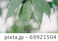 Rain_leaf_cherry 69921504