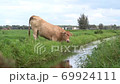 A grass meadow with brown cows in front of the windmills of Kinderdijk on a cloudy day 69924111