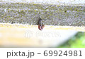 On a rainy morning, the snails are crawling on the concrete wall. 69924981
