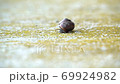 On a rainy morning, the snails are crawling on the concrete wall. 69924982
