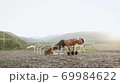 Portrait of likable strong taut young shirtless sportsman which doing push-ups with dumbbells on the hill with beautiful landscapes in the morning at summertime 69984622
