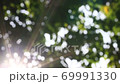 The sun shines through the trees in the morning. 69991330