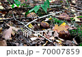 Four mushrooms grow in a forest glade among leaves and moss. Boletus badius 70007859