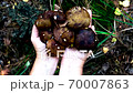 Female hands holding harvested mushrooms. Boletus badius. Mushroom picking 70007863