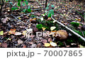 Mushrooms grow near green moss. Boletus badius. Mushroom picking season 70007865