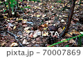 Picking mushrooms in a forest glade. Hand picks a mushroom  70007869