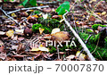 Autumn. Mushroom picking season. Boletus badius grow near green moss 70007870