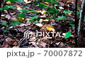 Mushroom picking. Hand picks a mushroom with a brown cap. Edible mushrooms 70007872
