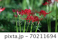 Cluster amaryllis blooming in Satoyama 70211694