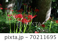 A cluster amaryllis that blooms quietly in a satoyama 70211695