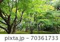 在兼六園看到新鮮的綠樹 70361733