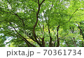 在兼六園看到新鮮的綠樹 70361734